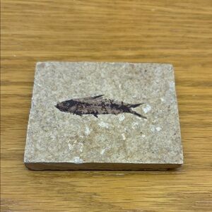 Natural Beige Fish Fossil